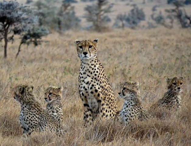 Kenya