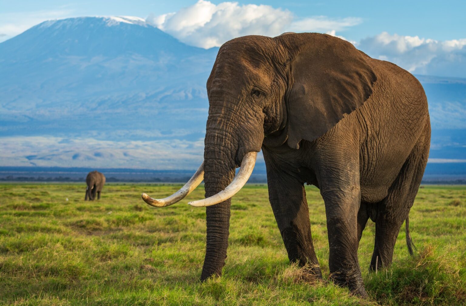Classic Tanzania Safari