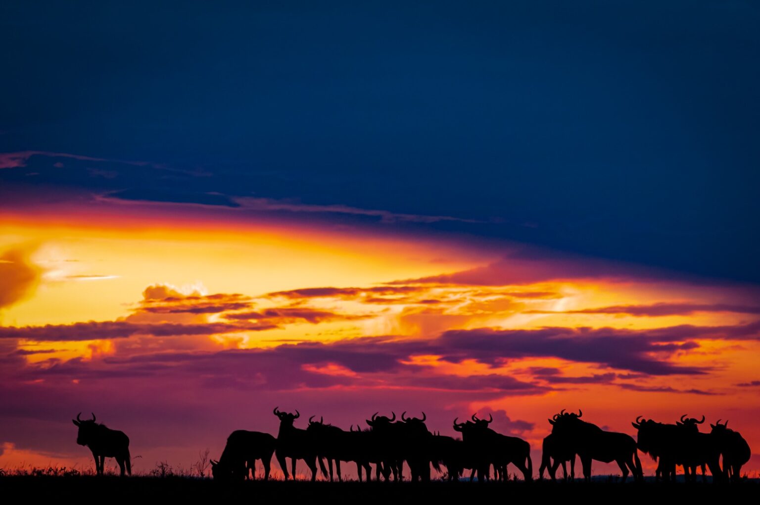 Your Africa safari, designed around you.