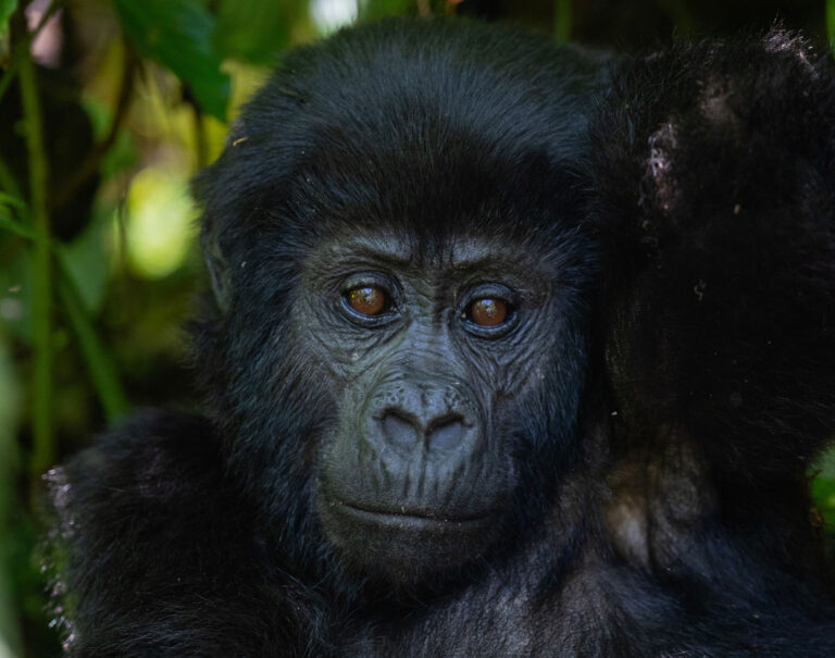 Uganda Gorilla & Chimpanzee Safari