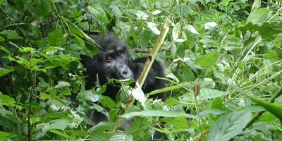 Rwanda Gorilla Encounter 1