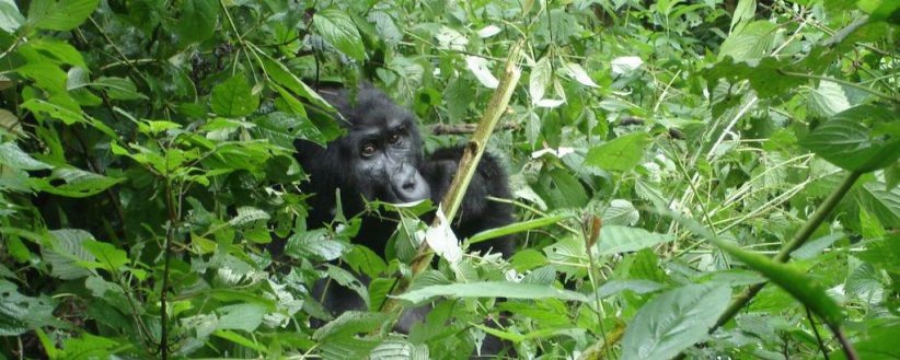 Rwanda Gorilla Encounter 1