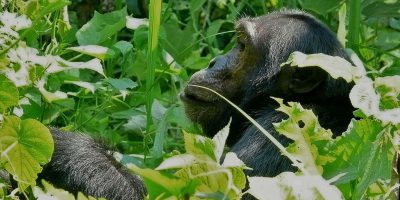 Secret Gorillas Chimps Serengeti Crater