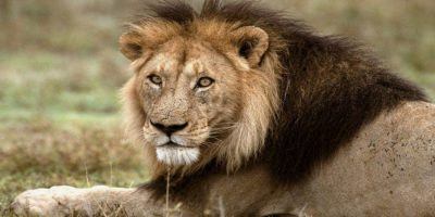 Animals King Lion 950x534